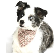 Tweed dog and puppy bandana