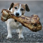 dog-with-bone