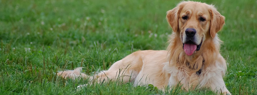 dog rocks water bowl treatment
