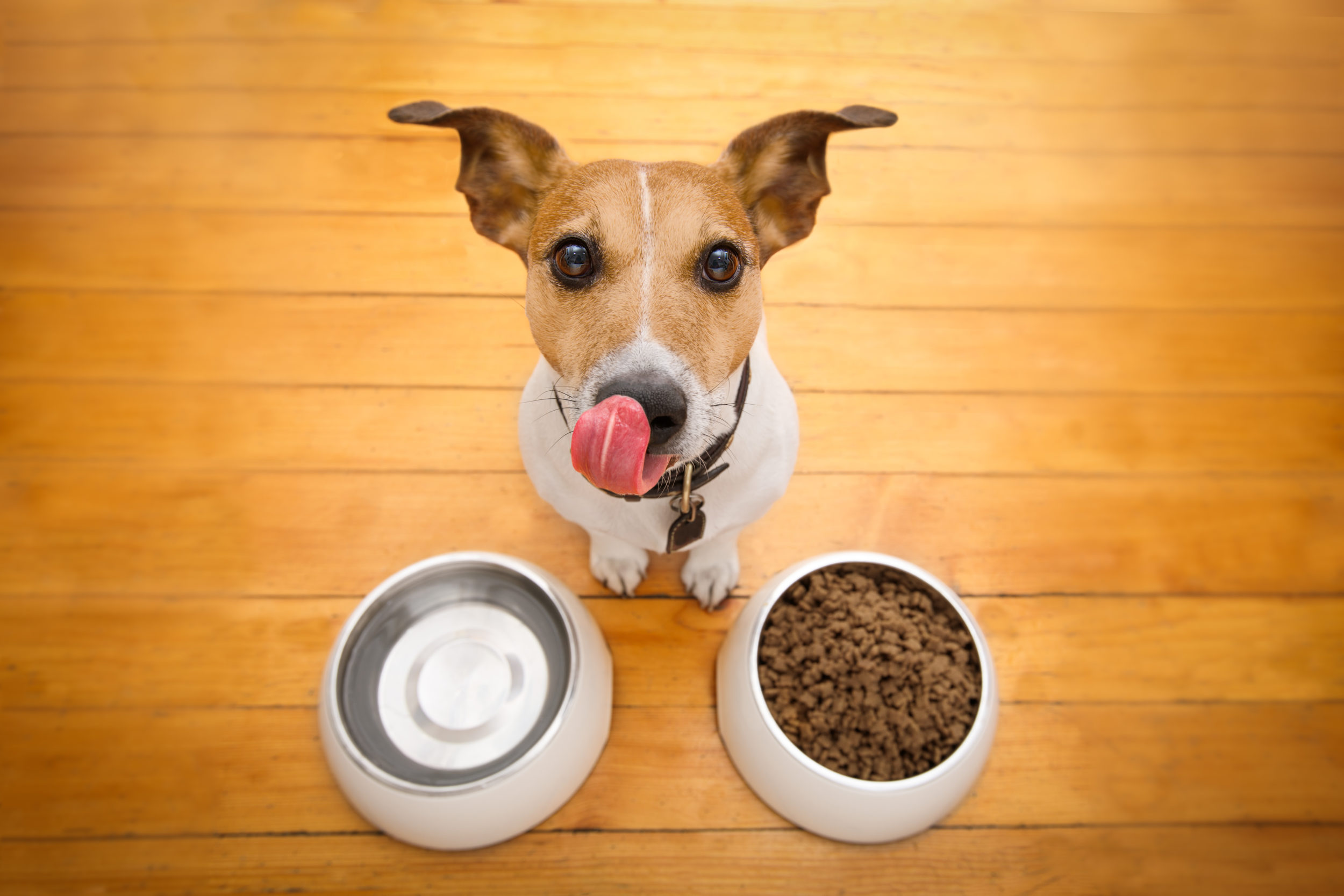how-to-give-your-pet-their-probiotics-podium-pet-products
