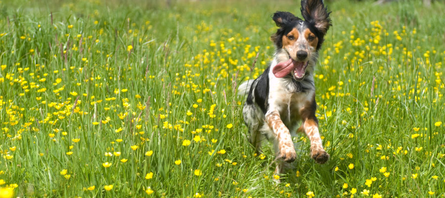 dog running in a buttercup field with his tongue out looking happy