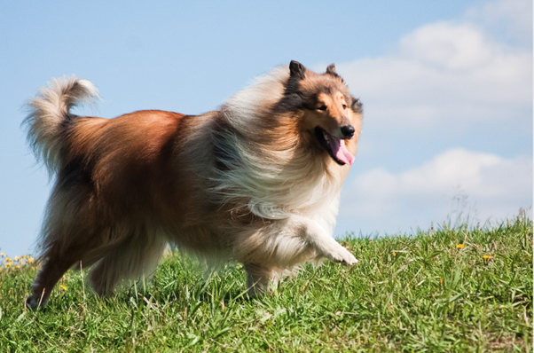 Collie red-haired long-haired dog walks on green grass
